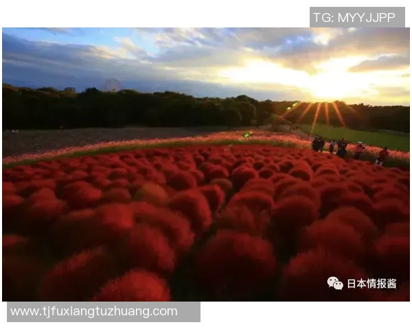 北向日葵与东京的对话：探索文化交融与城市魅力的碰撞